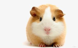 Der Hamster in der Tiefkühltruhe?